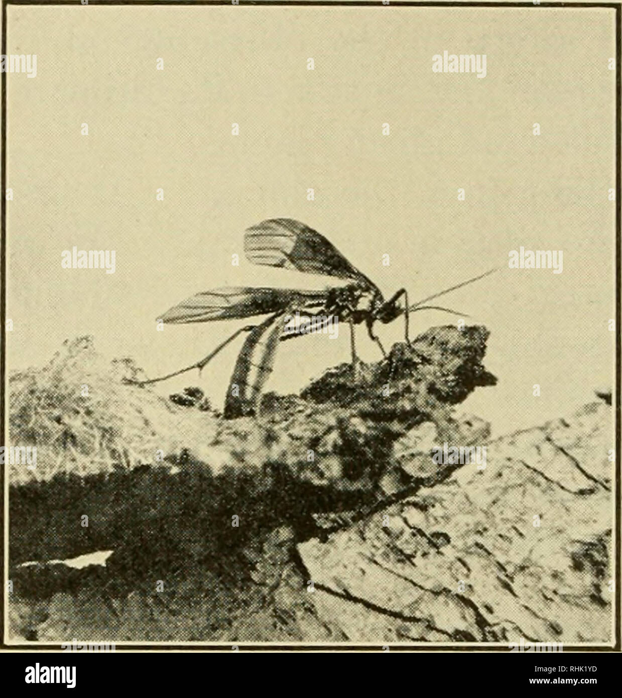 Life As A Dung Beetle Mac OS