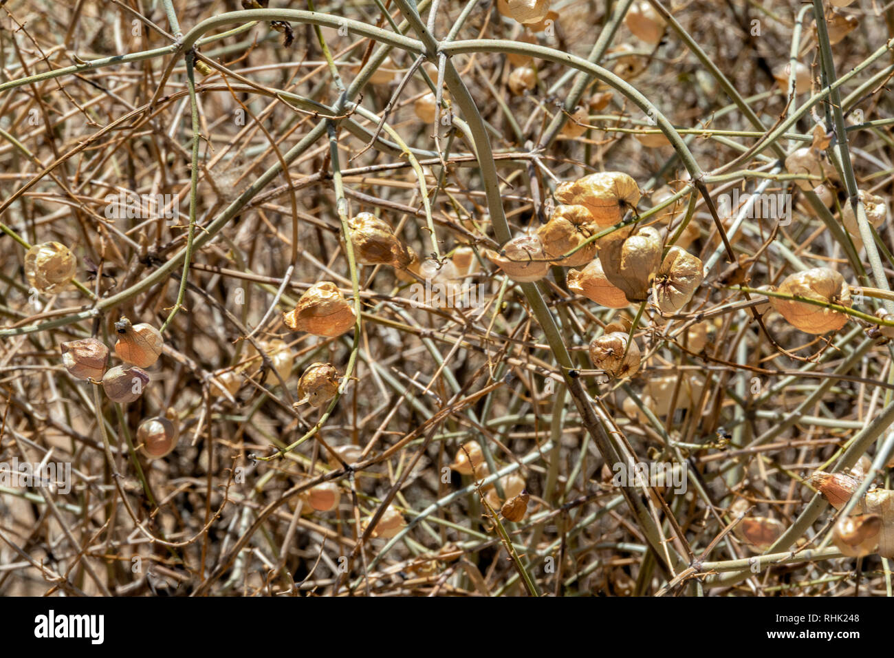 Dried Scutellaria mexicana, Paperbag Bush, Mexican Bladdersage, Joshua Tree National Park Stock Photo