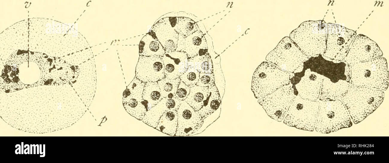 . The biology of the protozoa. Protozoa; Protozoa. 238 BIOLOGY OF THE PROTOZOA formation of specialized structures of the fruiting bodies (elaters, etc., Kranzlin, 1907); others divide by mitosis to form nuclei of the spores contained with the elaters in the spaces of a meshwork formed by a special protective and supporting part of the fruiting bodies called the capillitium (Fig. 184, p. 447, see also p. 44(i). Multiple division in the Sporozoa is characteristic of practically all Coccidiomorpha, particularly in agamogony. The nuclei divide repeatedly by mitosis until many are formed, after wh Stock Photo