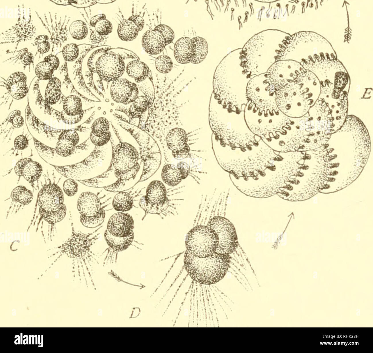 . The biology of the protozoa. Protozoa; Protozoa. w imfm*1. Fig. 123.— Polystomellina crispa. A zygote (A) develops into an organism with a microspherie type of shell (B) in which the nucleus divides by mitosis until many nuclei are present which form chromidia. The protoplasm fragments into reproduc- tive bodies or agametes, each having several granules of chromidia (C). Each agamete develops into an adult with a macrospheric type of shell (D, E): when adult these fragment into hundreds of flagellated gametes (F) which fuse in fertilization and so complete the cycle. (From Lang and Schaudinn Stock Photo