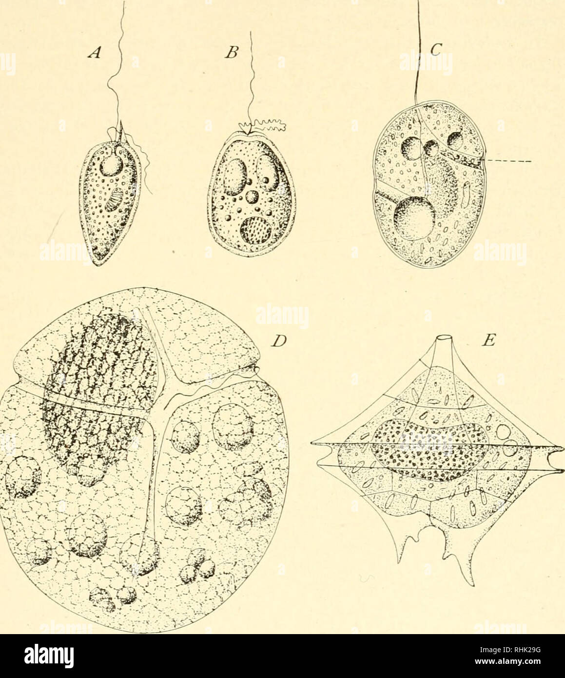 . The biology of the Protozoa. Protozoa; Protozoa. MORPHOLOGY AND TAXONOMY OF MASTIGOPHORA 269 the groove approaches the anterior end and finally disappears entirely from the cell. In Prorocentnim (Fig. 129, A) there is an anterior spur-like process about which the transverse flagellum vibrates as though in a groove, while in Exuimlla even this spur is absent but the flagellum vibrates in a plane at right angles to the. Fig. 129.—Types of Diiioflagellida. A, Prorocentrum micans; B, ExuviwUa marina; C, Gyrodinium ovum; D, Gyinnodinium sphcericum; E, Pcridinium divergens. (A, after Blitschli; B, Stock Photo