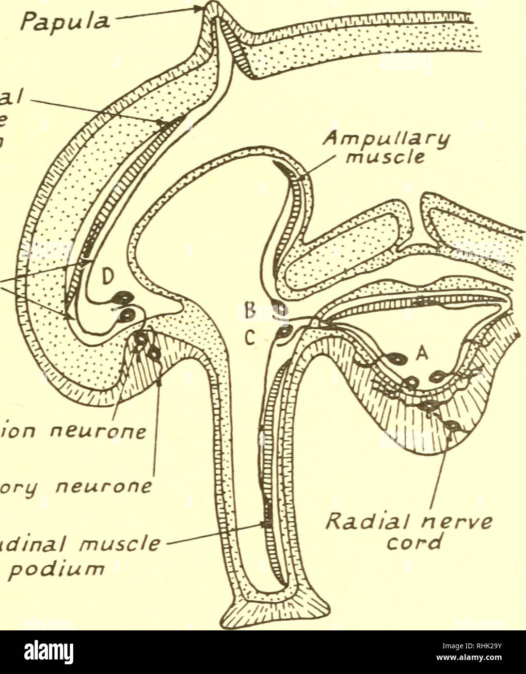 . The biology of marine animals. Marine animals; Physiology, Comparative. NERVOUS SYSTEM AND BEHAVIOUR 429 contract. Longitudinal cuts, below the stimulated region but lateral to the motor centres, abolish the response. Some of the motor neurones are connected directly with the peripheral plexus. These include motor neurones of the pedicellariae, spines, papulae, muscles of the body wall and podia. These neurones receive impulses from the diffuse plexus or through-conduction tracts and can be excited through local circuits without the intervention of the radial nerve cords. The central co-ordi Stock Photo