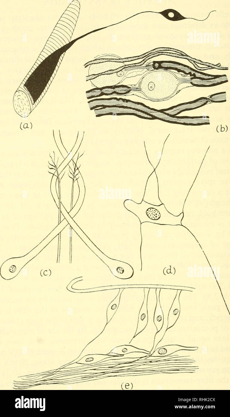 . The biology of marine animals. Marine animals; Physiology, Comparative. Fig. 10.2. Varieties of Neurones (a) Ribbon (motor axon) on muscle fibre of Astropecten; (b) bipolar (sensory) neurones in a spinal ganglion of Raja batis; osmophilic sheaths are shown in black; (c) medial giant axons of Nereis; (d) multi-polar nerve cell in the ventral cord of a terebellid worm; (e) primary sensory neurones in a parapodium of Nereis, ((a) After Smith, 1950; (.b) after Ranvier, 1875; (c) after Hamaker, 1898; (d), (e) after Retzius, 1891, 1892).). Please note that these images are extracted from scanned p Stock Photo
