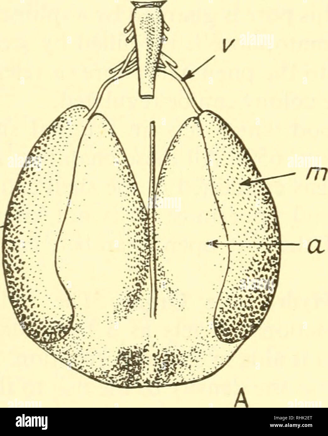. The biology of marine animals. Marine animals; Physiology ...