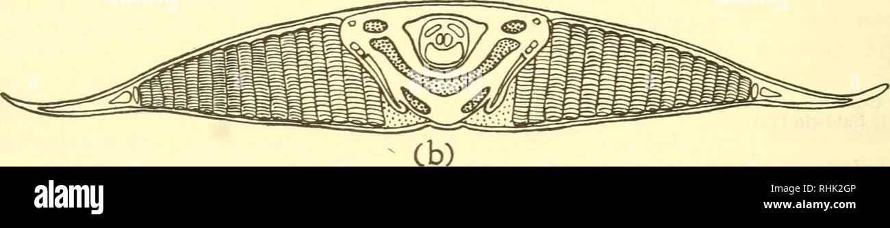 . The biology of marine animals. Marine animals; Physiology, Comparative. Fig. 9.17. Electric Organs of Torpedo torpedo (a) Dissection of upper surface showing two electric organs (O). (b) vertical transverse section through the fish in the plane indicated by the transverse line in (a). (After Fritsch and Dahlgren.) tail and consist of a series of prisms in parallel, each prism made up of a large number of plates. Some 13,000 discs or plates occur in each electric organ of Raja pulchra. The electroplates are derived in the embryo from electroblasts. These resemble sarcoblasts, the precursors o Stock Photo