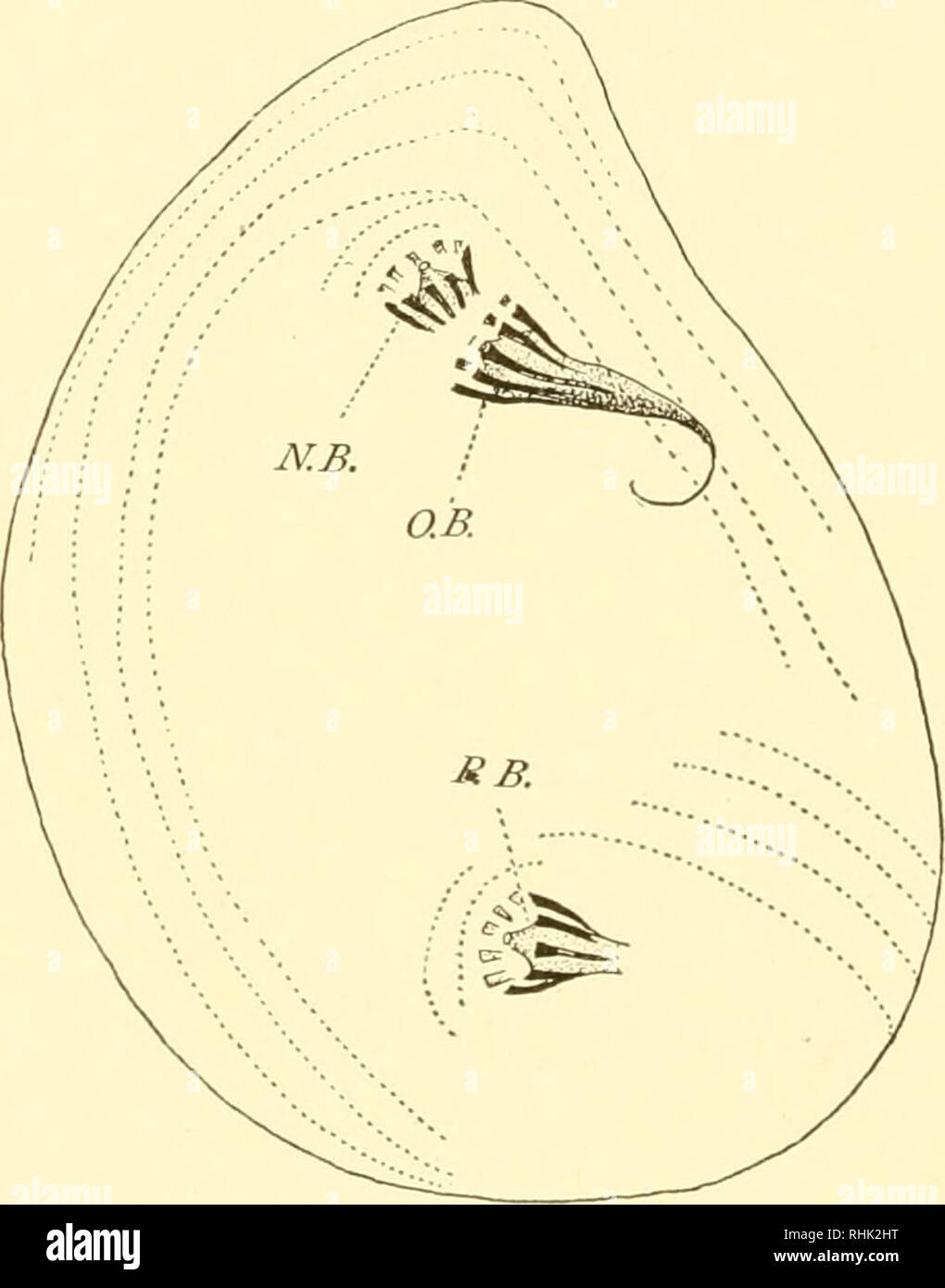 The Biology Of The Protozoa Protozoa Protozoa 222 Biology Of The Protozoa Continues And At The Same Time Minute Buds Of Protoplasm Appear At The Bases Of These Disappearing Membranelles These alamy