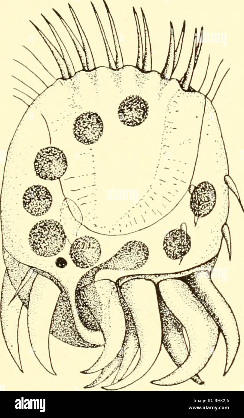 . The biology of the protozoa. Protozoa; Protozoa. REPRODUCTION 221 ing ... Biology Diagrams