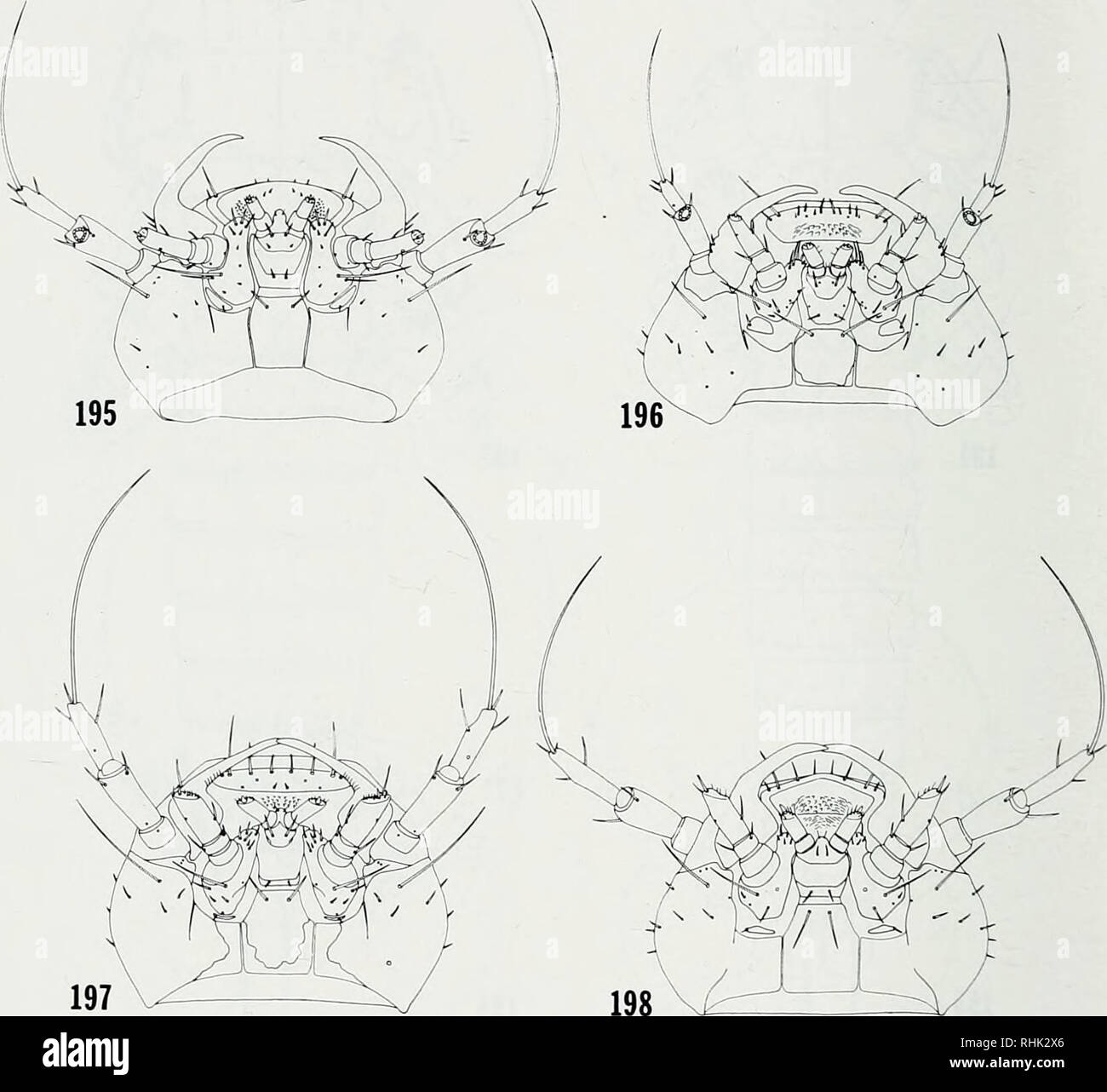 . The bionomics of blister beetles of the genus Meloe and a classification of the New World species. Meloe; Insects. 212. Figs. 195-198. Ventral view of heads of the first instar larvae (Tx) of species of Meloe. Fig. 195. M. angusticollis. Fig. 196. M. dugesi or ?iebulosus. Fig. 197. M. impressus. Fig. 198. M. americamts.. Please note that these images are extracted from scanned page images that may have been digitally enhanced for readability - coloration and appearance of these illustrations may not perfectly resemble the original work.. Pinto, John D; Selander, Richard Brent, 1927-. Urbana, Stock Photo