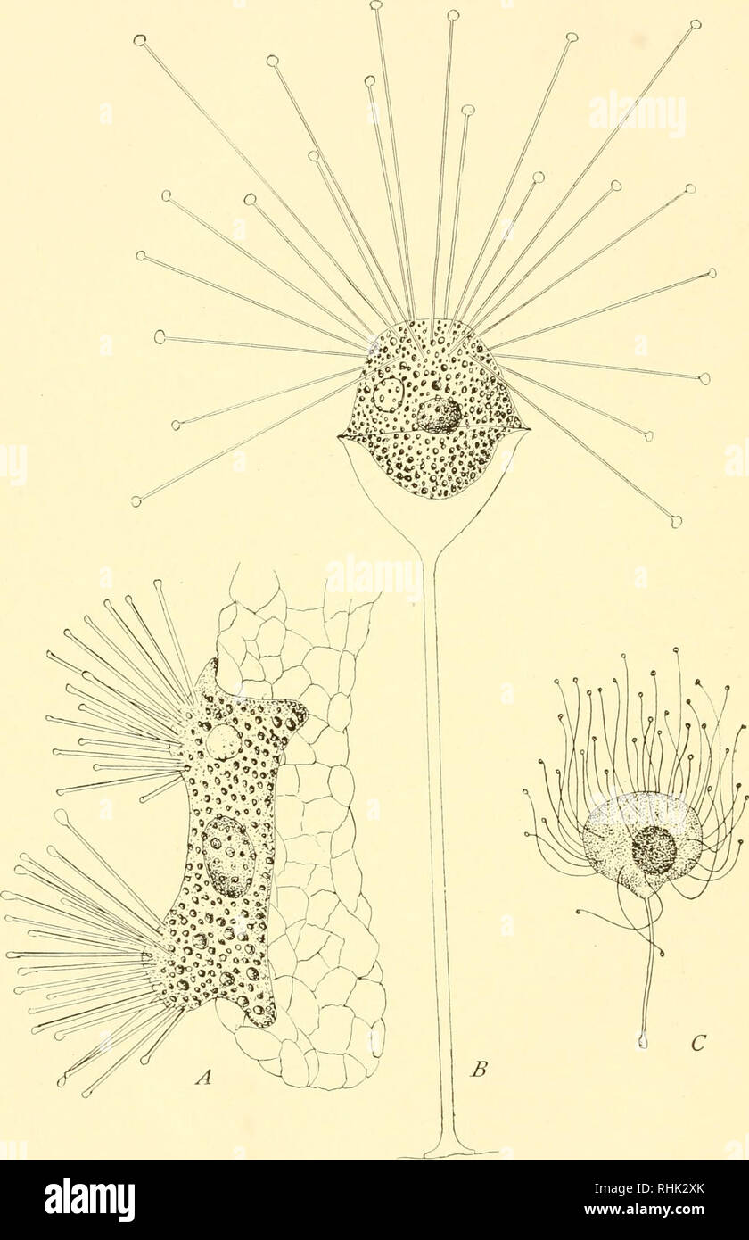 . The biology of the protozoa. Protozoa; Protozoa. 192 BIOLOGY OF THE PROTOZOA. Fig. 100.—Types of Suctoria. A, Trichophrya salparum on a gill filament of Salpa; B, Acineta sp.; C, Podophrya sp. (Original.). Please note that these images are extracted from scanned page images that may have been digitally enhanced for readability - coloration and appearance of these illustrations may not perfectly resemble the original work.. Calkins, Gary N. (Gary Nathan), b. 1869. Philadelphia, Lea &amp; Febiger Stock Photo