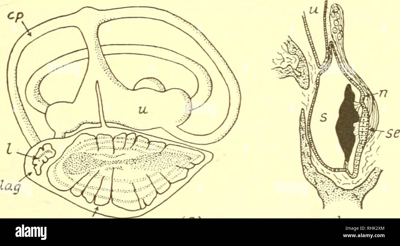. The biology of marine animals. Marine animals; Physiology, Comparative. SENSORY ORGANS AND RECEPTION 341 Invertebrates. A few invertebrates are reported to be sensitive to sounds and water-borne vibrations. Underwater sounds evoke withdrawal (startle) reflexes in sabellid worms, e.g. Branchiomma. Some crustaceans produce sounds, e.g. Palinurus, Synalpheus, Uca (p. 405), and may have limited auditory ability. It is known that Mysis and Palaemonetes can hear underwater sounds. Bethe observed that they are more responsive to deep tones and that sensitivity is reduced after extirpation of the st Stock Photo