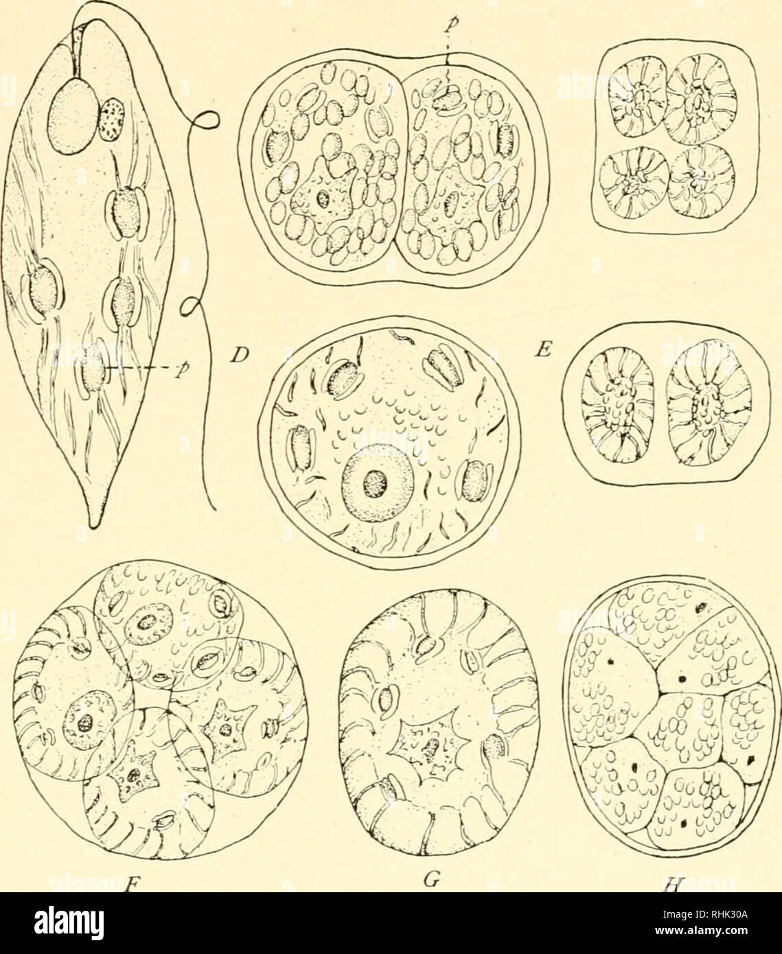 . The biology of the Protozoa. Protozoa; Protozoa. REPRODUCTION 209 are grouped according to the distribution of the three main types of the Protozoa-jNIastigophora, Sarcodina and Infusoria. A. Division and Reorganization in Mastigophora.—With very few exceptions division in flagellates is longitudinal, beginning as a rule at the anterior or flagellar end, the cleavage plane passing down through the middle of the body. As the halves separate the two daughter cells usually come to lie in one plane so that final division. Fig. 95.—Euglena nociahilis Dang. Vegetative individual (A) and simple and Stock Photo