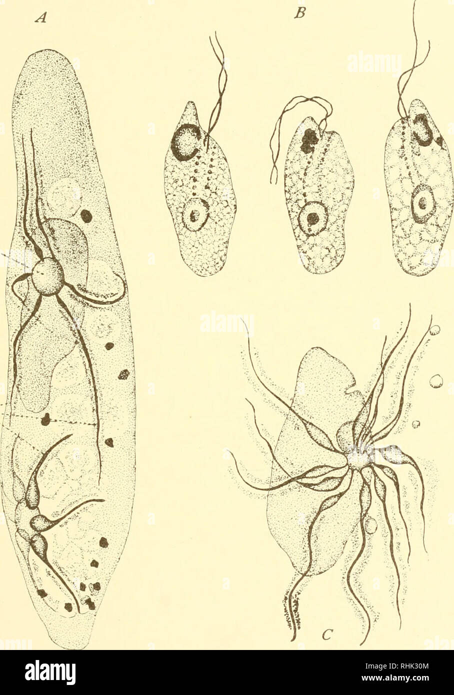 Contractile vacuole paramecium hi-res stock photography and images - Alamy