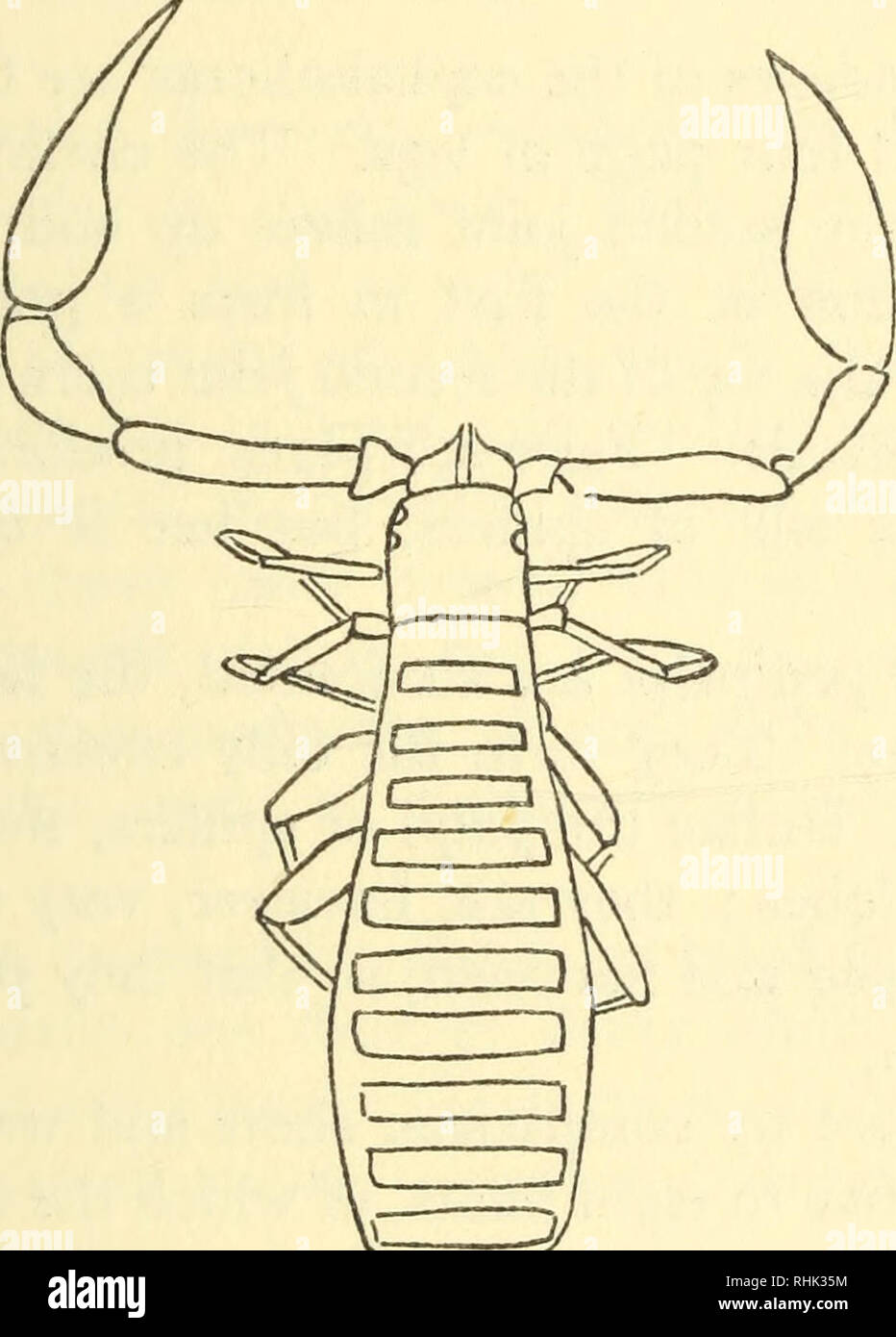 A)Sketch of a spider leg showing all segments: joints without
