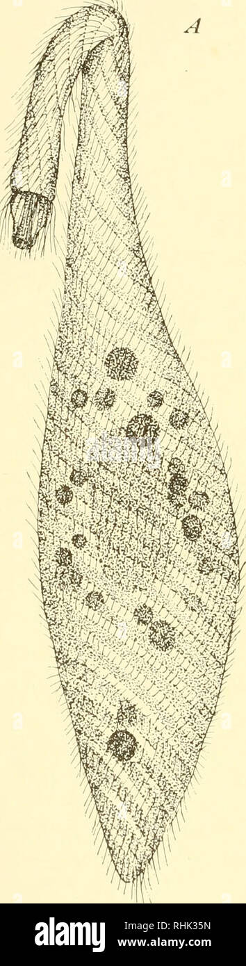 . The biology of the protozoa. Protozoa; Protozoa. 156 BIOLOGY OF THE PROTOZOA is usually differentiated into a specialized food-collecting, frequently funnel-like structure called the peristome. Cilia on the floor of the peristome are usually longer than in other parts of the body, and in. Please note that these images are extracted from scanned page images that may have been digitally enhanced for readability - coloration and appearance of these illustrations may not perfectly resemble the original work.. Calkins, Gary N. (Gary Nathan), b. 1869. Philadelphia, Lea &amp; Febiger Stock Photo