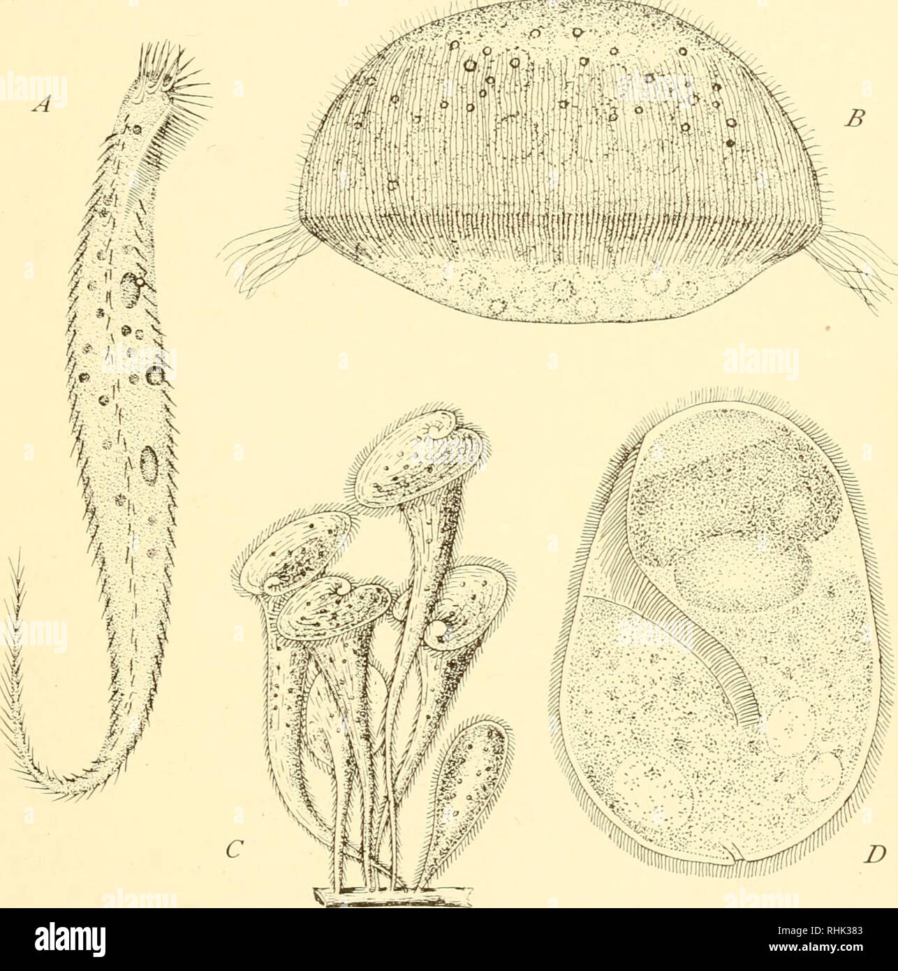 . The biology of the protozoa. Protozoa; Protozoa. DERIVED ORGANIZATION—TAXONOMIC STRUCTURES 151 formations comparable with the rotation of protoplasm in Nitella or circulation in Tradescantia. Axopodia of the motile Heliozoa, axial filaments of the inactive species and stereoplasmic cor.s of the rhizopodia may be regarded as successive phases in the modi- fication of vibratile flagella. These types of pseudopodia have in. Fig. 81.—Types of Ciliata. A, Uroleptus pisces (after Stein); B, Cyclotrichium gigas (after Faure-Fremiet); C, Stentor polymorpha (after Biitschli); D, Nyctotherus ovalis (o Stock Photo