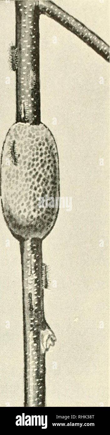 why do sponge larvae move why do sponge larvae move