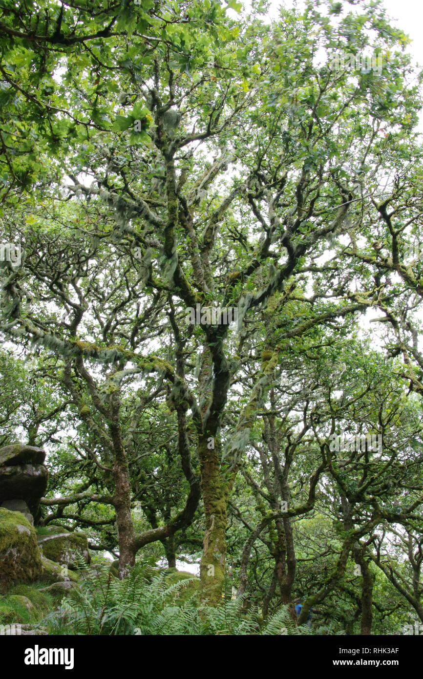 Twisted, Gnarly, Stunted Moss Covered Sessile Oak Trees (Quercus petraea) of Wistmans Wood. Old Mans Beard Lichen. Dartmoor, Devon, UK. Stock Photo