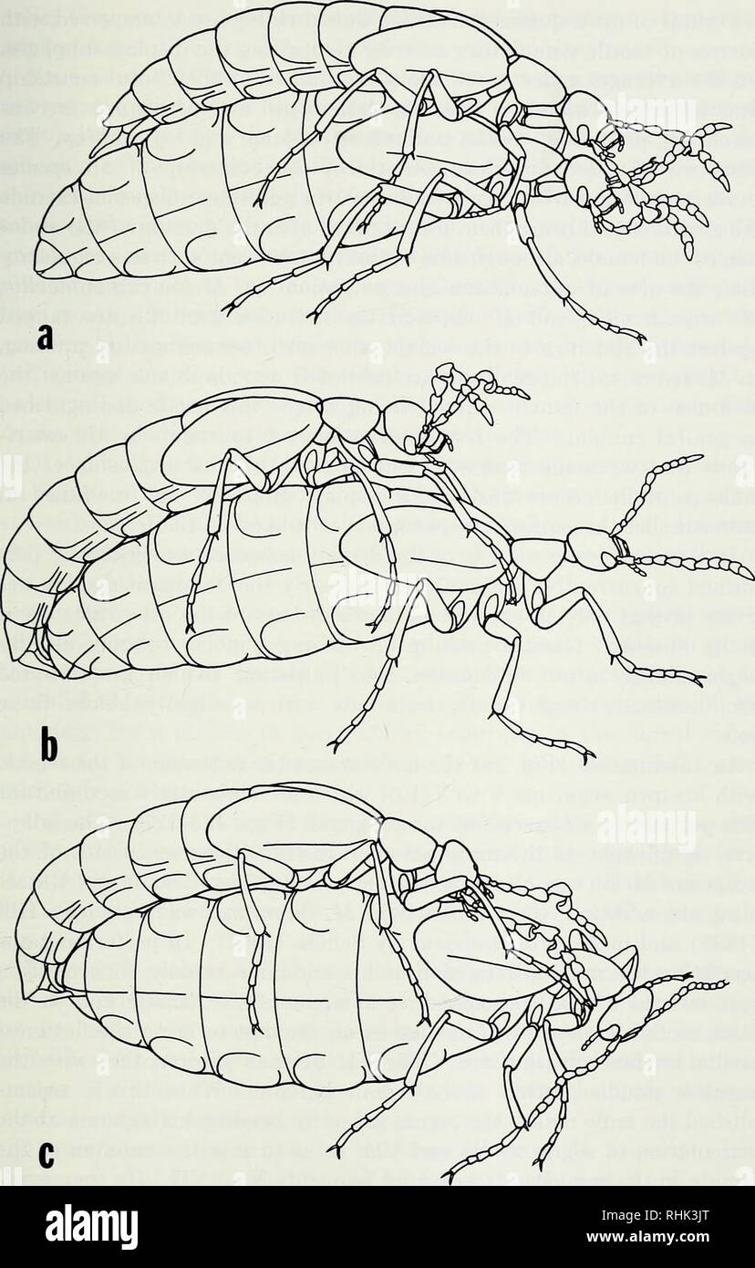 . The bionomics of blister beetles of the genus Meloe and a classification of the New World species. Meloe; Insects. BIONOMICS. Fig. 2. Courtship in Meloe dianella. a. Dorsal phase: Male antennating while mounted on female, b. Genital phase: Male attempting genital insertion with an unreceptive female, c. Early copulatory behavior: Male has inserted genitalia and is about to assume the linear position with the female.. Please note that these images are extracted from scanned page images that may have been digitally enhanced for readability - coloration and appearance of these illustrations may Stock Photo