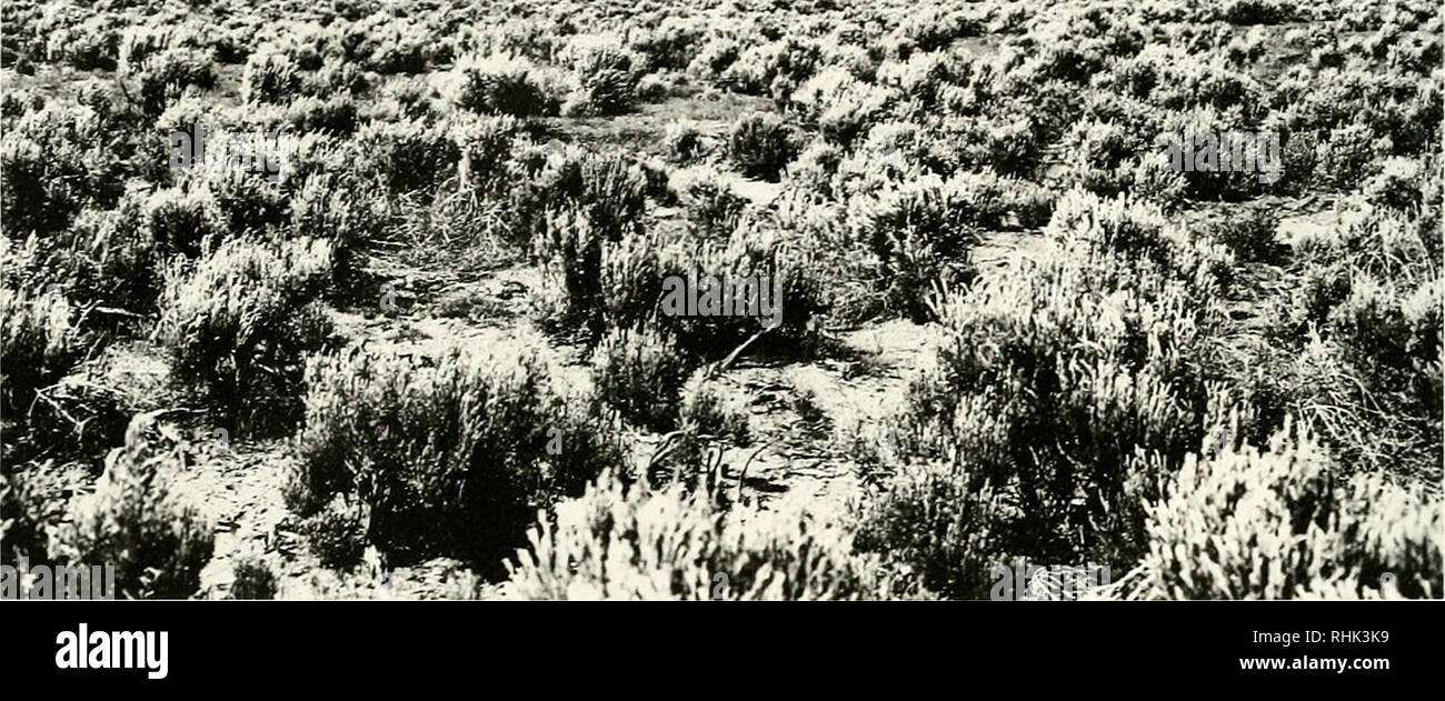 . Biology of the Heteromyidae. Heteromyidae. Fig. 9. —Great Basin Desert habitat near Mono Lake, California. The dominant plants are cheno- podiaceous shrubs (e.g., Artemisia). (Photo: M. A. Mares) veloped autochthonous species of mam- mals; they will not be considered further in this report. Atacama/Peruvian.—These two deserts will be considered together, as they are con- tinuous along the west coast of South Amer- ica west of the Andean mountain chain. The deserts extend from near 2°S latitude to near. Please note that these images are extracted from scanned page images that may have been di Stock Photo