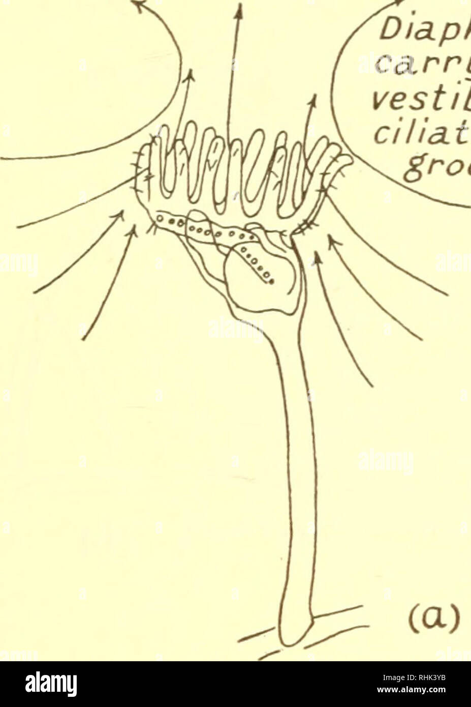 sulfuryl monal inhalant