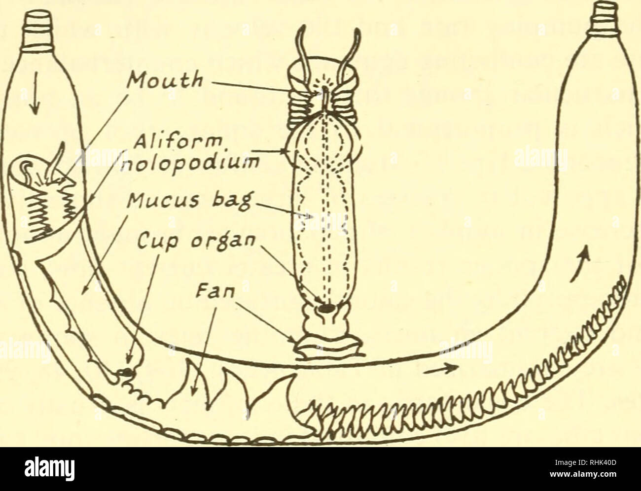. The biology of marine animals. Marine animals; Physiology, Comparative. 208 THE BIOLOGY OF MARINE ANIMALS and thence to the buccal funnel. MacGinitie has also described an altern- ative mode of feeding by formation of a mucus-bag. This is produced by the aliform notopodia and extends posteriorly to a dorsal cup organ where it is rolled up. All the water which flows through the burrow must traverse this net, which filters out suspended food matter. At intervals the front margin is detached and the net is transported anteriorly to the mouth by. Fig. 5.3. Mucus-bag Feeding in a Tubicolous Polyc Stock Photo