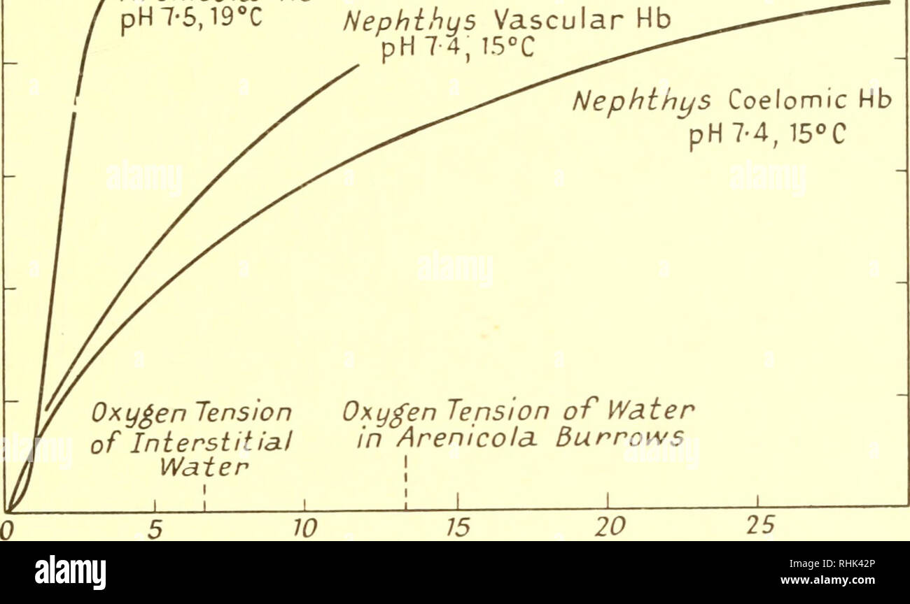 . The biology of marine animals. Marine animals; Physiology, Comparative. RESPIRATION 185 serves as a high-tension oxygen transport system only when the sand is covered by the sea, and the oxygen tension of water in its burrow is high (91). In Caudina and Anadara (Area), with corpuscular haemoglobin, 02 becomes available only at low tensions (8-10 mm). In two closely related holothurians, one, Cucumaria ebngata, possesses Hb, while another, C. saxicola, lacks it. The former is a mud-dweller, the latter lives among rocks, and the presence or absence of Hb appears to be correlated with availabil Stock Photo