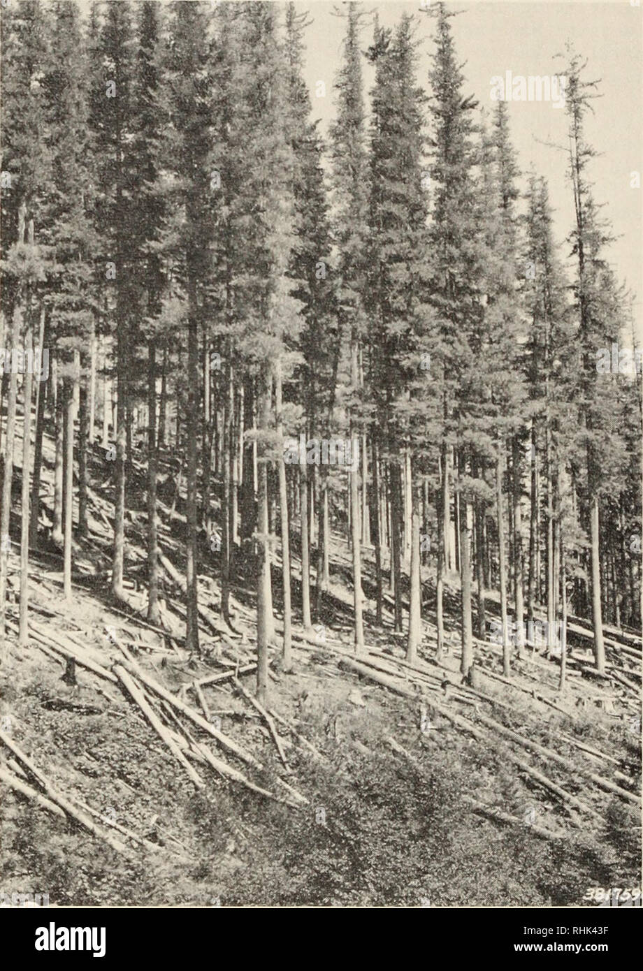 Biology Of Rust Resistance In Forest Trees Proceedings Of