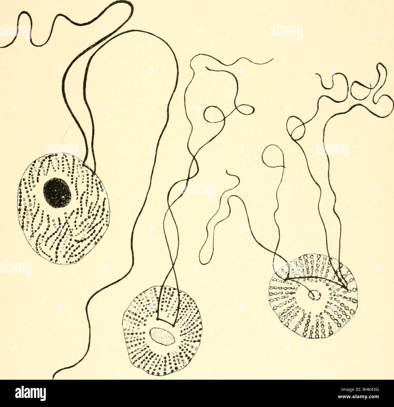 The biology of the Protozoa Protozoa Protozoa NUCLEI AND KINETIC Biology Diagrams