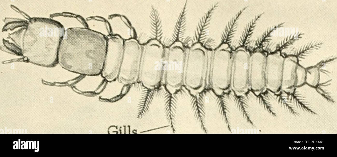 Biology and man. Biology; Human beings. Gills Some water insects