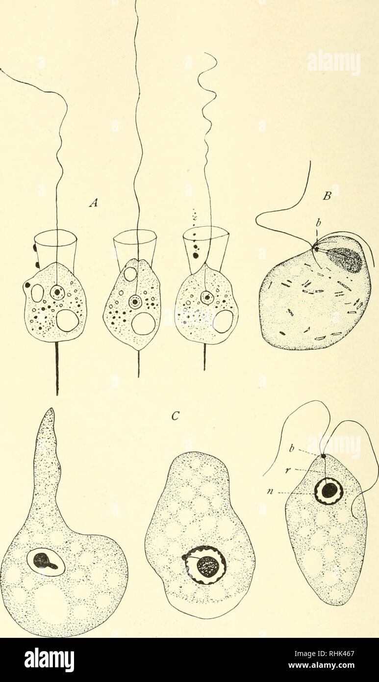 . The biology of the Protozoa. Protozoa; Protozoa. BIOLOGY OF THE PROTOZOA. Fig. 42.—Flagellum insertion. A, Codosiga hotrytis, with flagellum arising from the nucleus. B, Nagleria histadialis Pusch. with blepharoplast connected by rhizo- plasts with the nucleus, and with independent basal bodies. C, Nagleria gruberi and origin of the blepharoplast from the endosome in the nucleus; (6) blepharoplast; in) nucleus: (r) rhizonlast. (A and B from Doflein, C from Wilson.). Please note that these images are extracted from scanned page images that may have been digitally enhanced for readability - co Stock Photo