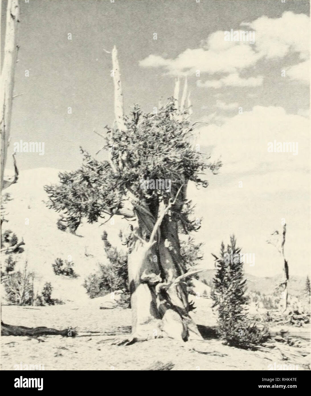. Biology of rust resistance in forest trees : proceedings of a NATO-IUFRO advanced study institute, August 17-24, 1969. Trees; Pine; Trees; Rust diseases. Figure 1. Pinus balfouriana in the Sierra Nevada Mountains of California (U.S. Forest Service photo).. *M^—« Figure 2. Pinus aristata in the White Mountains of California (U.S. Forest Service photo).. Please note that these images are extracted from scanned page images that may have been digitally enhanced for readability - coloration and appearance of these illustrations may not perfectly resemble the original work.. North Atlantic Treaty  Stock Photo