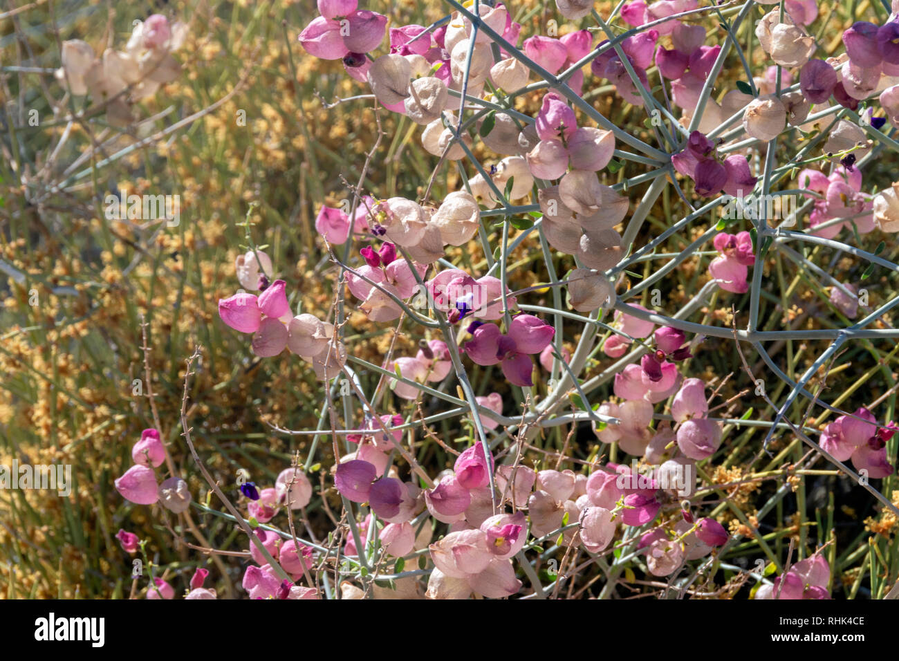 Scutellaria mexicana, Paperbag Bush, Mexican Bladdersage, Joshua Tree National Park Stock Photo