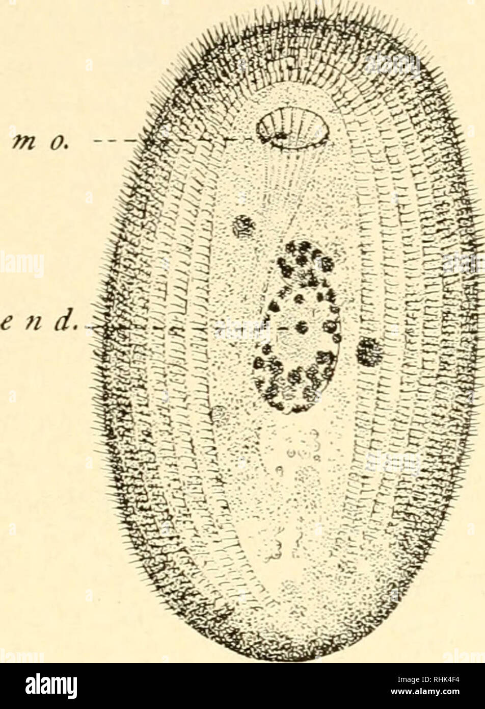 . The biology of the Protozoa. Protozoa; Protozoa. NUCLEI AND