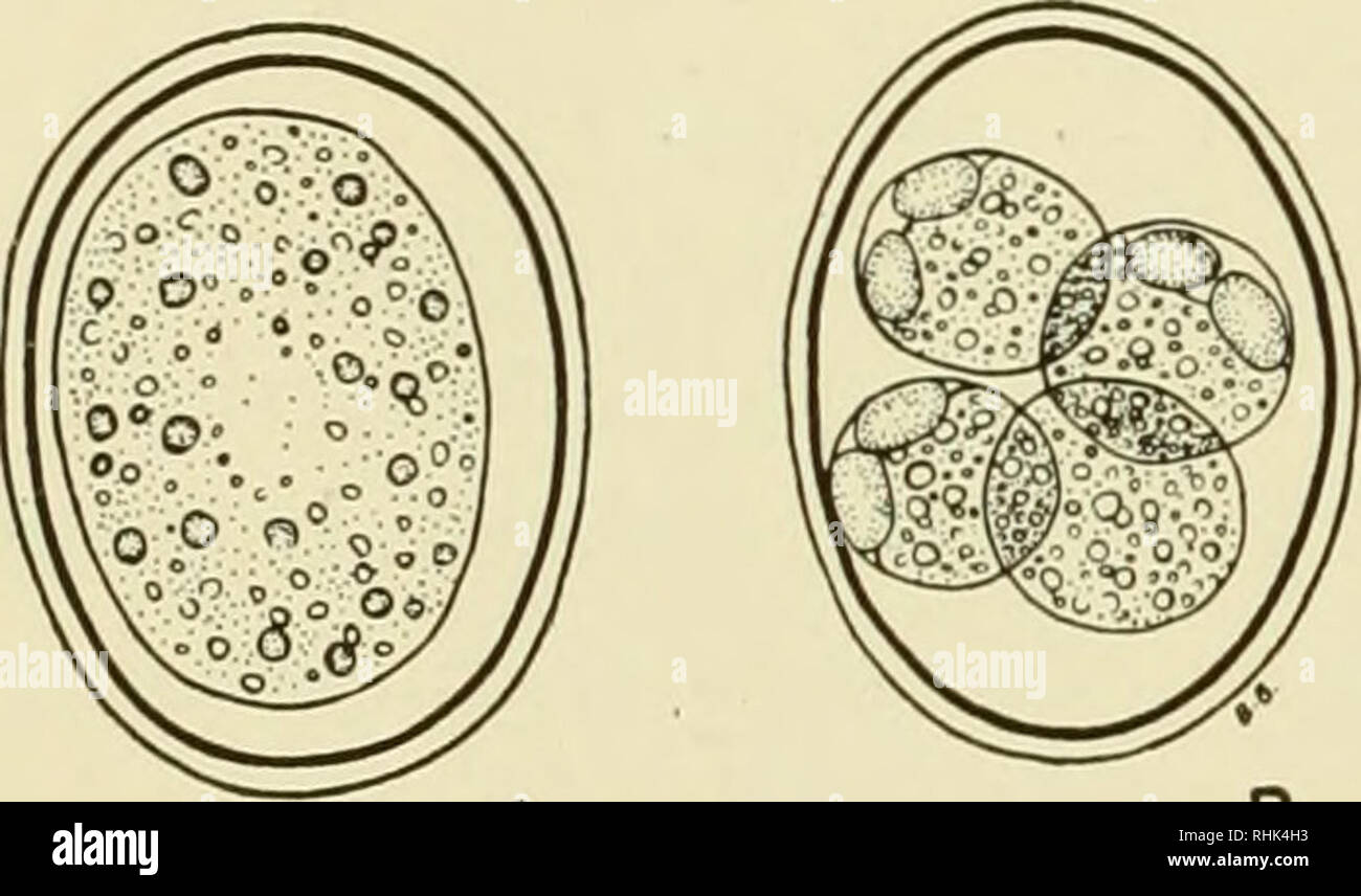 Biology of the laboratory mouse. Mice as laboratory animals; Mice; Animals,  Laboratory; Mice. 354 BIOLOGY OF THE LABORATORY MOUSE. COCCIDIA Eimeria  falciformis (eimer).—Mice are commonly infected with E. falciformis (Fig.  137).