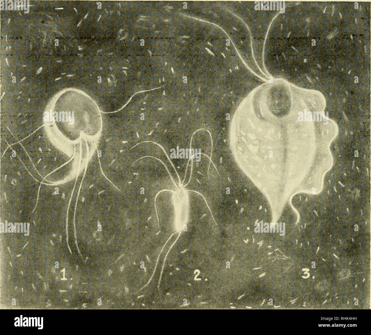 Biology Of The Laboratory Mouse Mice As Laboratory Animals