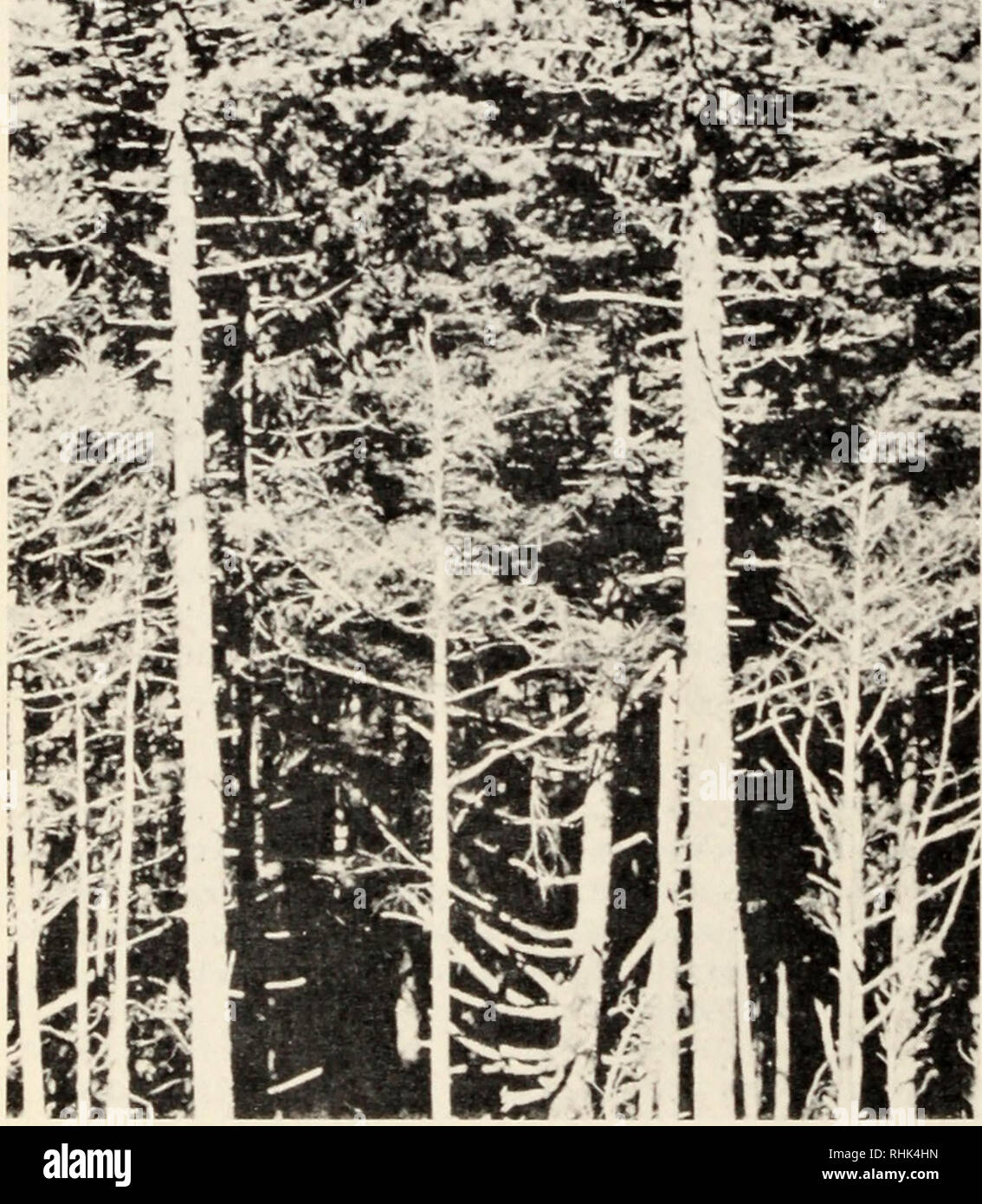 . Biology of rust resistance in forest trees : proceedings of a NATO-IUFRO advanced study institute, August 17-24, 1969. Trees; Pine; Trees; Rust diseases. 188 HARUYOSHI SAHO P. koraiensis grows to 30 m in height and 1.5 m in diameter, but it does not occur in extensive, pure stands (Fig. 5). Therefore, it is difficult to calculate the total volume per hectare of this species. The average annual diameter growth is about 4 to 5 mm. This species repro- duces and grows well under the moderate shade. v2 nto*-.^ Figure 5. Two large specimens of Pinus koraiensis growing in a mixed stand on Mt. On-ta Stock Photo
