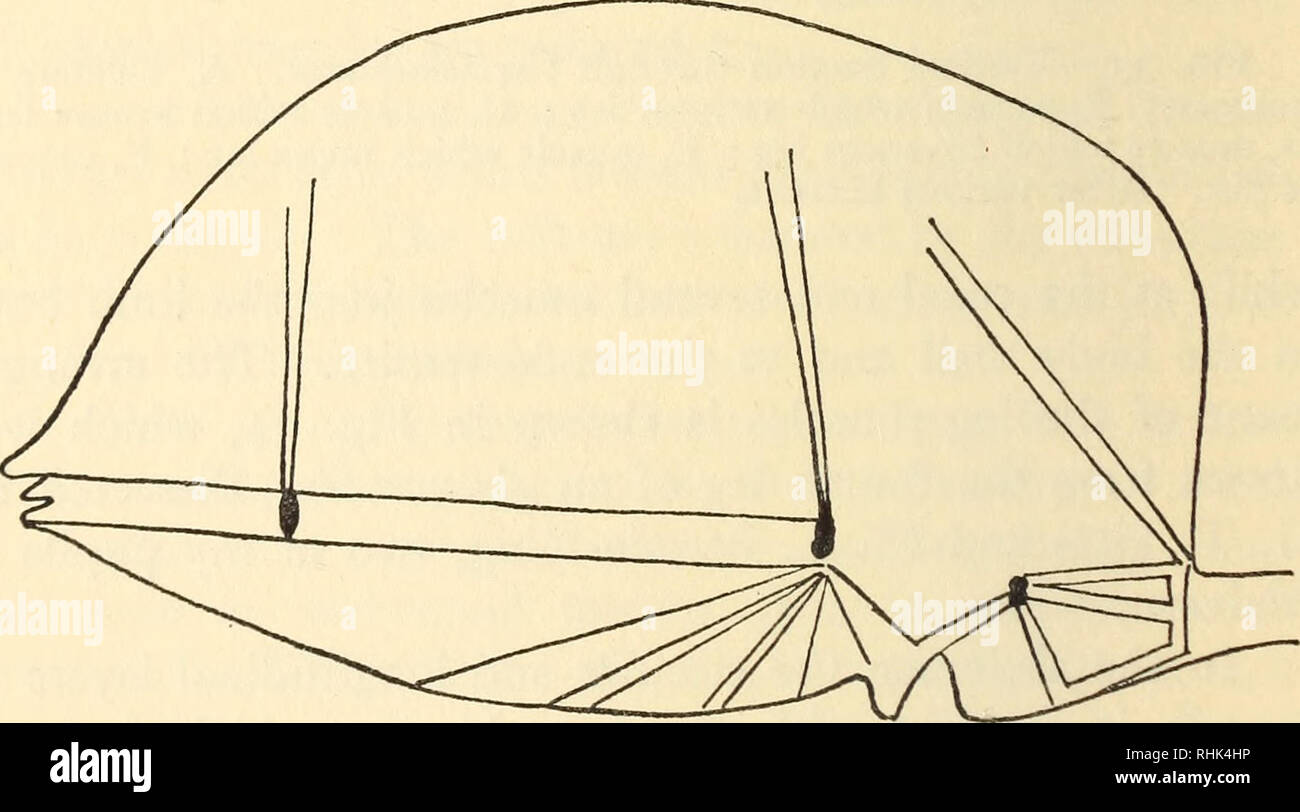 . The biology of spiders. Spiders; Insects. Fig. 34.—Leg-muscles. 1, Extensor ; 2, moves trochanter ; 3, flexor ; 4, flexor of femur, and extensor of patella ; 5, flexor of patella; 6, lateral movement of tibia ; 7, flexor of metatarsus ; 8, extensor of metatarsus ; 9, extensor of tarsus ; 10, flexor of tarsus; 11, 12, claw- muscles.. Fig. 35.—Abdominal Apodemes. After Schimkewitsch. attached to this apodeme. Another series of longitudinal muscles run to the spinnerets from the posterior apodeme.. Please note that these images are extracted from scanned page images that may have been digitally Stock Photo