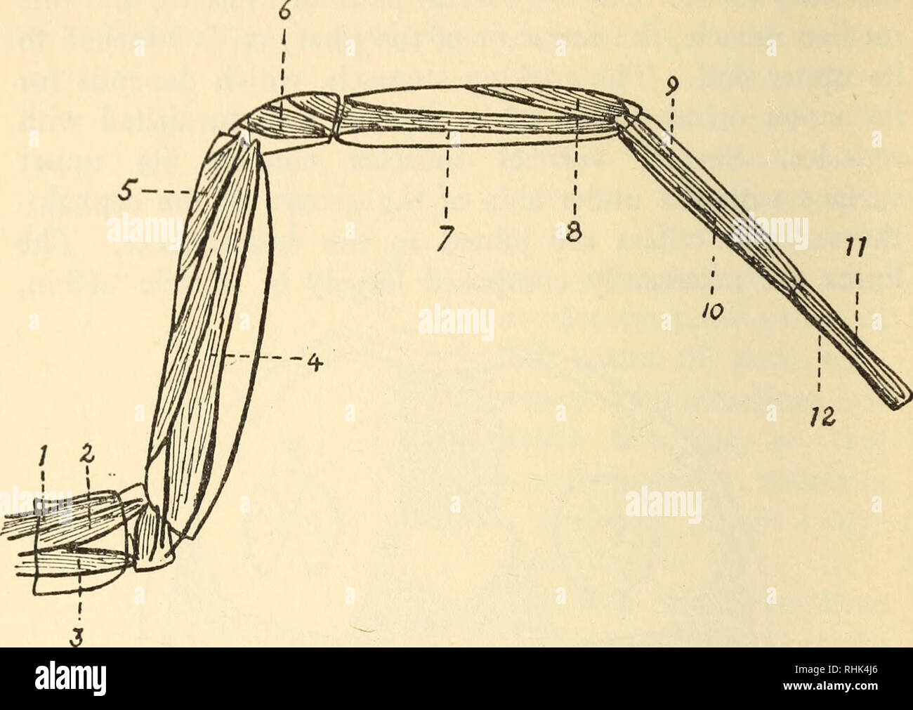 . The biology of spiders. Spiders; Insects. 50 THE BIOLOGY OF SPIDERS to the anterior of the three abdominal apodemes. Muscles from the lung-books and reproductive orifices are also. Fig. 34.—Leg-muscles. 1, Extensor ; 2, moves trochanter ; 3, flexor ; 4, flexor of femur, and extensor of patella ; 5, flexor of patella; 6, lateral movement of tibia ; 7, flexor of metatarsus ; 8, extensor of metatarsus ; 9, extensor of tarsus ; 10, flexor of tarsus; 11, 12, claw- muscles.. Please note that these images are extracted from scanned page images that may have been digitally enhanced for readability - Stock Photo