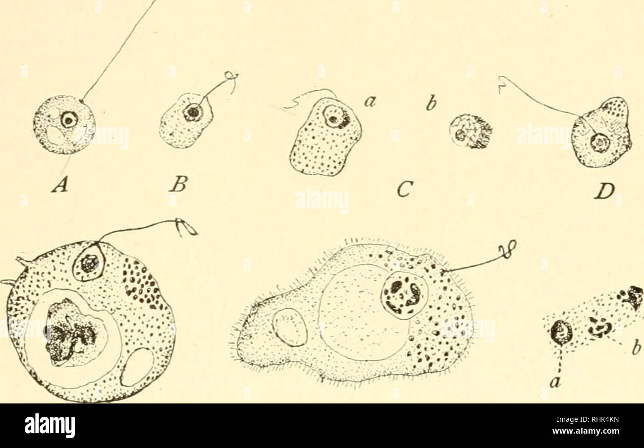 Euplotes Labeled