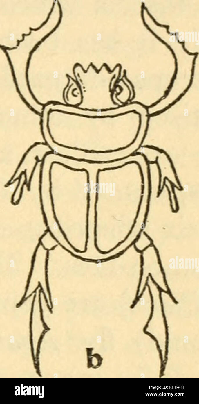 The Biology Of Insects Insects Biology Fig A Bee And B Scarab Beetle On Ancient Egyptian Stone Slabs In The Manchester Museum A From A Sixth Dynasty Tomb About 2700 The Biology Of Insects Insects Biology Fig A Bee And B Scarab Beetle On Ancient Egyptian Stone Slabs In The Manchester Museum A From A Sixth Dynasty Tomb About 2700
