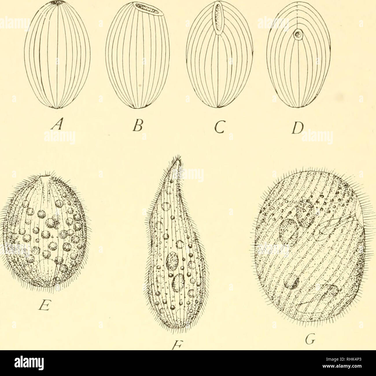 . The biology of the protozoa. Protozoa; Protozoa. Fig. 15.—Diagrams illustrating shifting of the mouth in ciliates from terminal to lateral or ventral surface (A, B, C, D). E, Prorodon griseus, corresponds with A; F, Am.phileptus claparedi, corresponds with B or C; and G, Nassula microstoma, corre- sponds with D. (E and F, after Butschli; G, after Calkins.) A. Please note that these images are extracted from scanned page images that may have been digitally enhanced for readability - coloration and appearance of these illustrations may not perfectly resemble the original work.. Calkins, Gary N Stock Photo