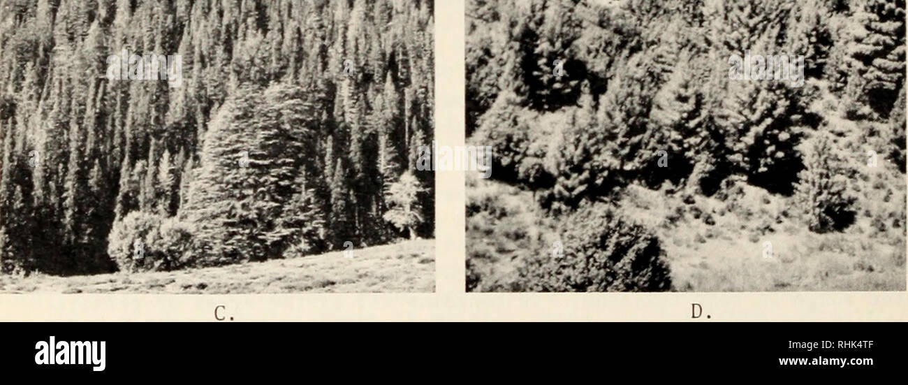 . Biology of rust resistance in forest trees : proceedings of a NATO-IUFRO advanced study institute, August 17-24, 1969. Trees; Pine; Trees; Rust diseases. pi . 1 wlf» tbskjr-. Figure 3. Pinus wallichiana growing in xeric habitats; A. with Cedrus deodara and Abies pindrow in Dir, B. with C. decdara in Chitral, C. with A. pindrow and Picea smithiana in northwest Swat, and D. in Parachinar. The above description indicates a clear distinction in the three types of blue pine habitats. It is also quite evident that blue pine in West Pakistan is very plastic and is adaptable to extreme habitats. The Stock Photo