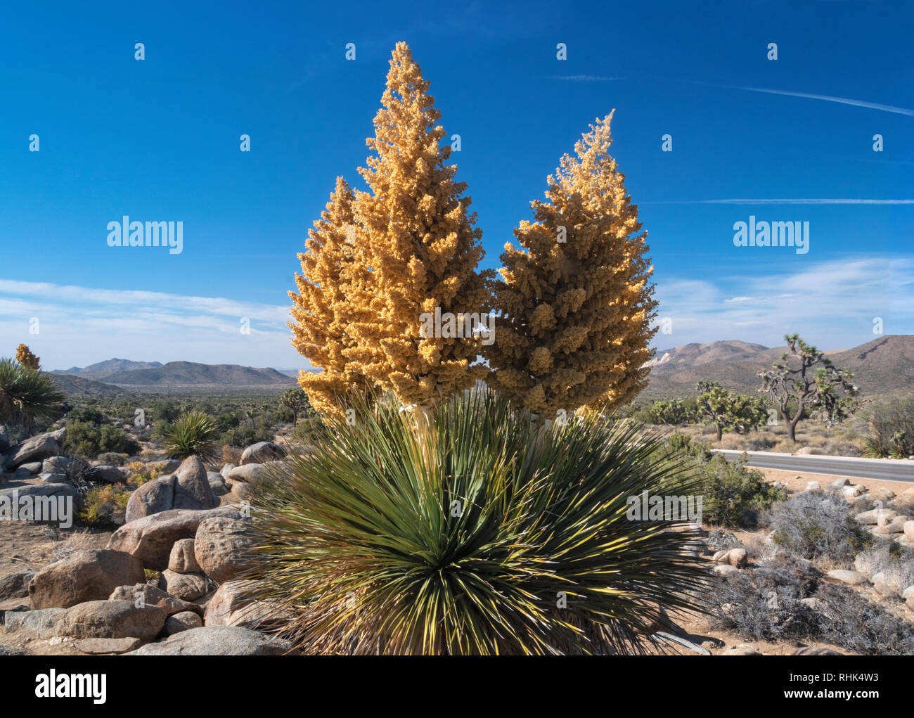 Joshua Tree National Park, yuccas plant in bloom Stock Photo Alamy