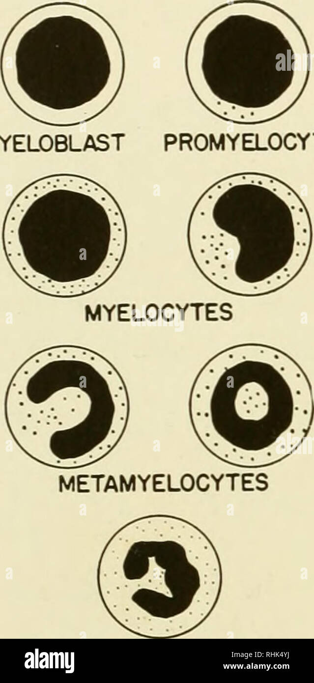 Reticulum cell hires stock photography and images Alamy