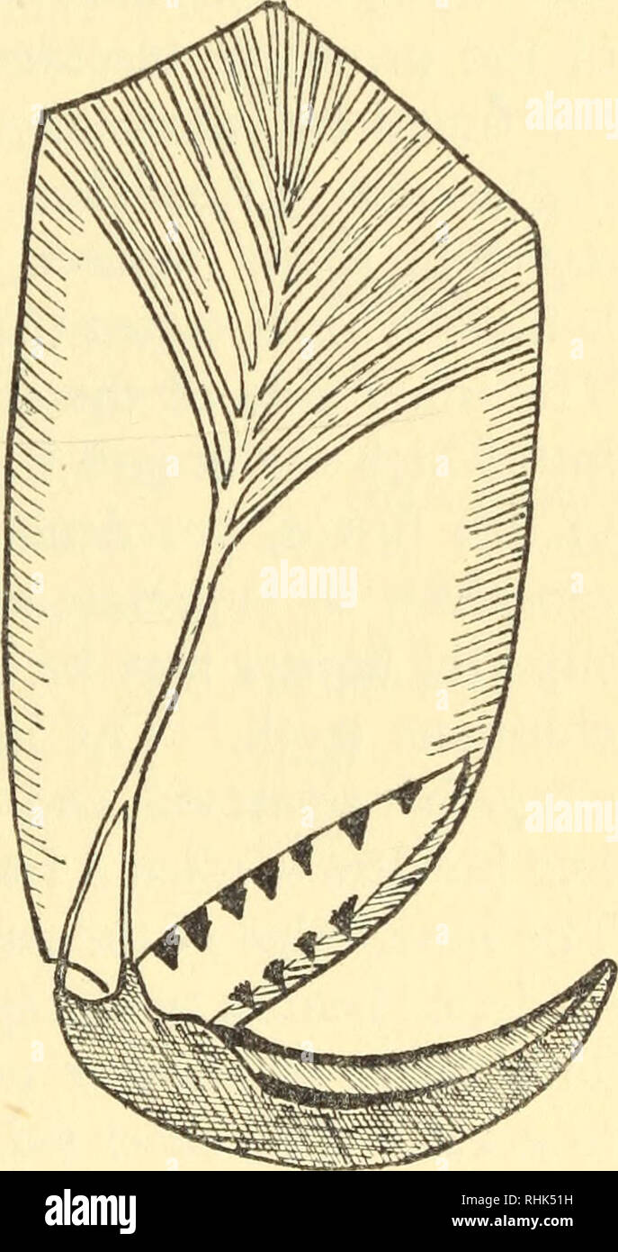 A)Sketch of a spider leg showing all segments: joints without