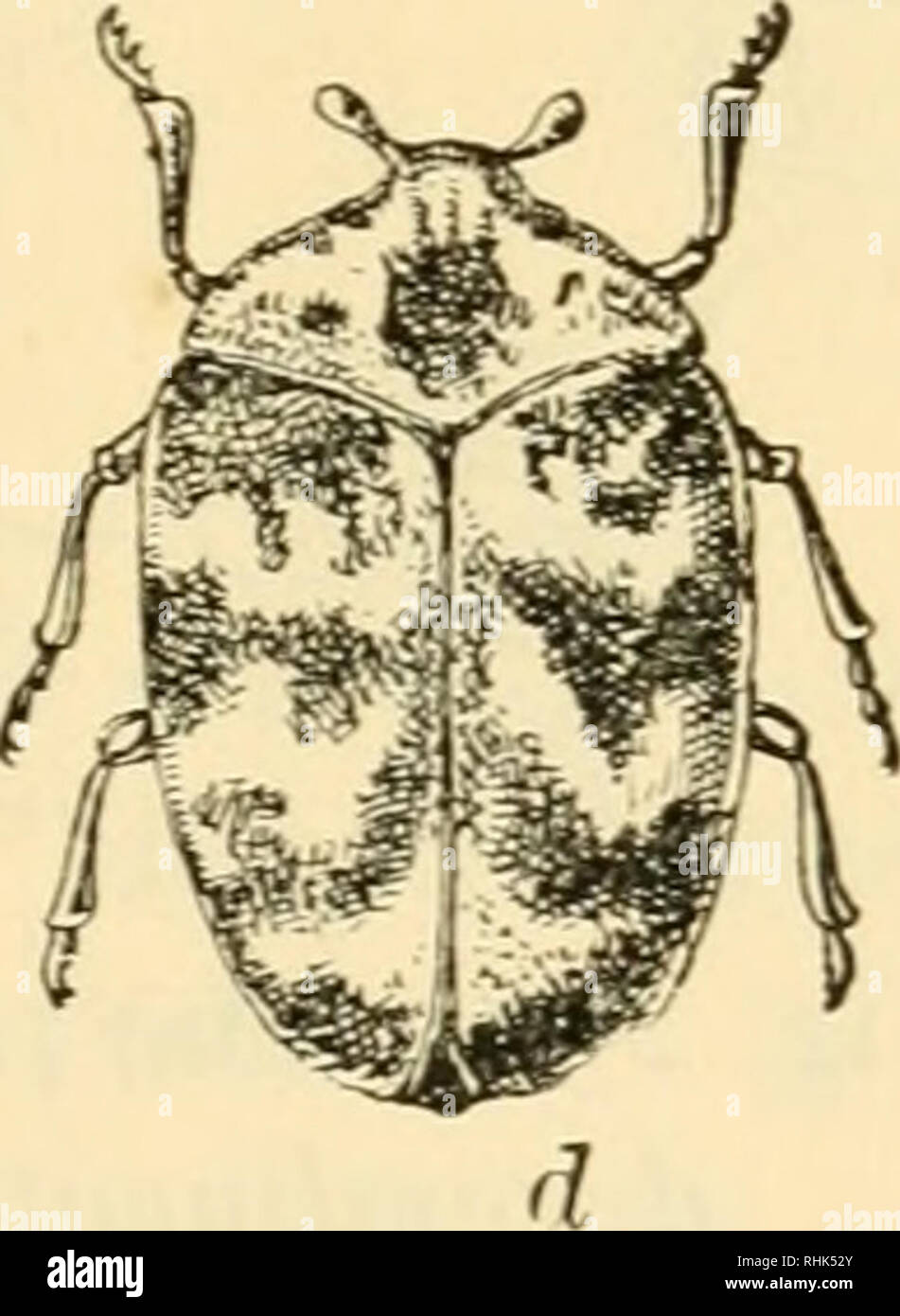. Biology and human life. Biology. Fig. 234. The buffalo moth This insect {Anthrenus scrophulariae) is a beetle, but is commonly called a moth because it injures furs and rugs in a manner resembling that of the clothes moth. a, larva; b, pupa in larval skin; c, pupa; d, adult. (Greatly enlarged) the Civil War. The larvae feed upon the foliage of many kinds of forest and orchard trees, ruining the plants completely. The codling moth is familiar to everyone who has found a wormy apple. This insect is present wherever apple trees are grown, and in some regions it destroys from 40 to 75 per cent o Stock Photo
