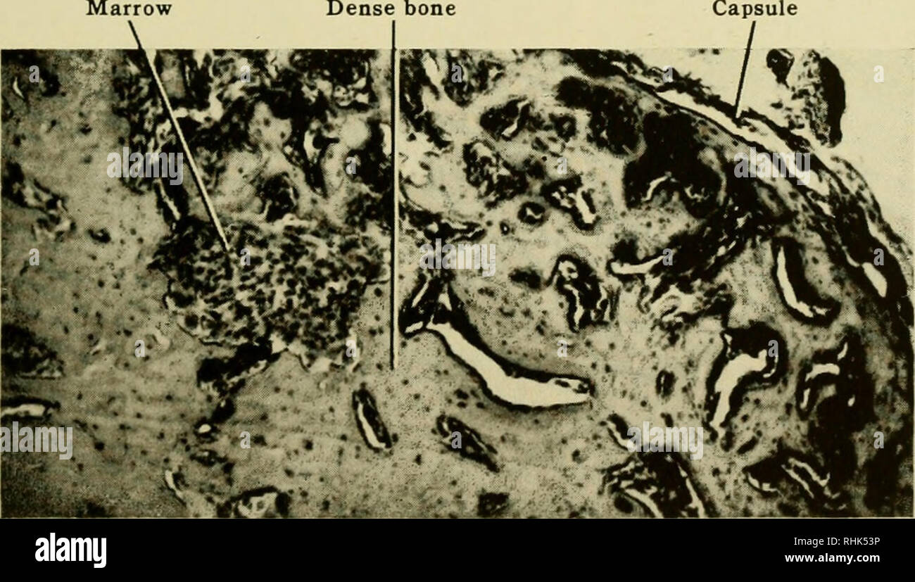 . Biology of the laboratory mouse. Mice as laboratory animals; Mice