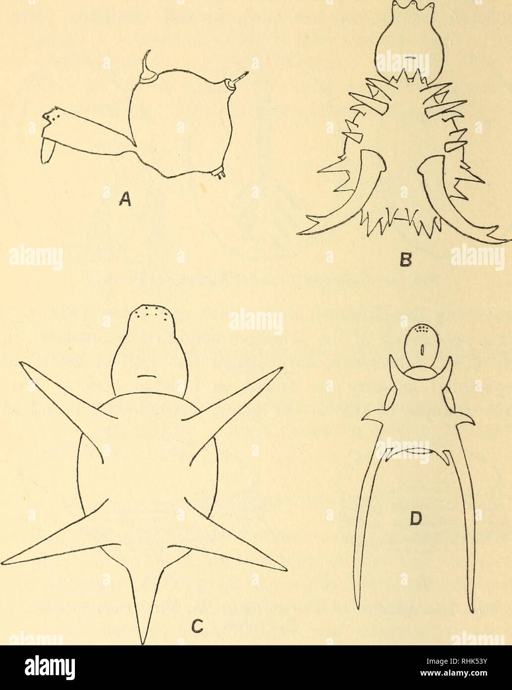 . The biology of spiders. Spiders; Insects. 2o THE BIOLOGY OF SPIDERS ...