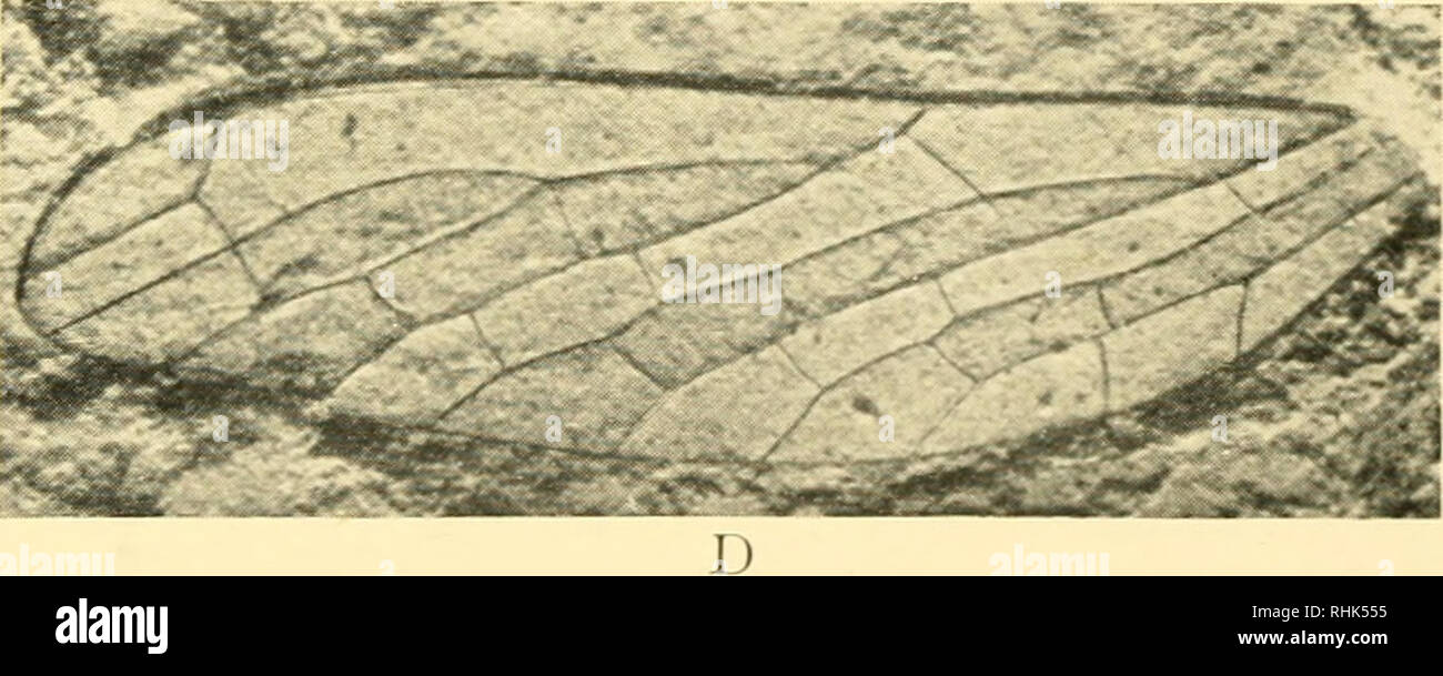 Upper permian hi-res stock photography and images - Alamy