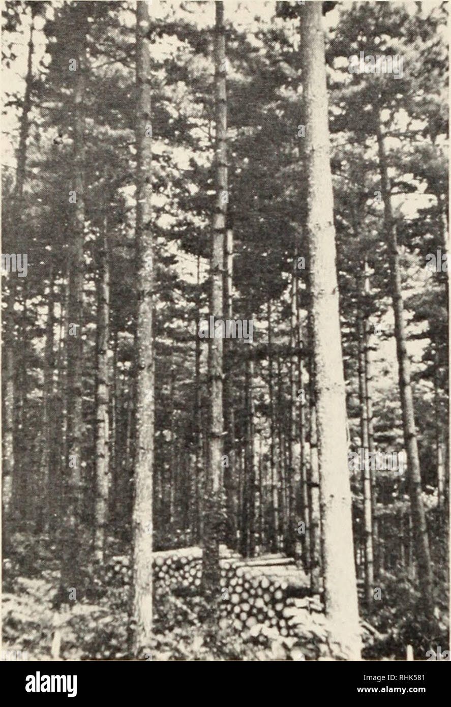 . Biology of rust resistance in forest trees : proceedings of a NATO-IUFRO advanced study institute, August 17-24, 1969. Trees; Pine; Trees; Rust diseases. 132 S. K. HYUN. Figure 7. A thinned plantation of P. koraiensis 40 years old. stems. The rust was identified as Peridermium strobi, the aecial stage of Cronartivm ribioola J. C. Fisch. ex Rabenh. by Professor Hiratsuka (Takagi, 1937). Dr. Takagi failed to find any Ribes spp. around the plantation. Forest pathologists of the Forest Experiment Station of Korea recently reported (not published) damage to a P. koraiensis plantation by blister r Stock Photo